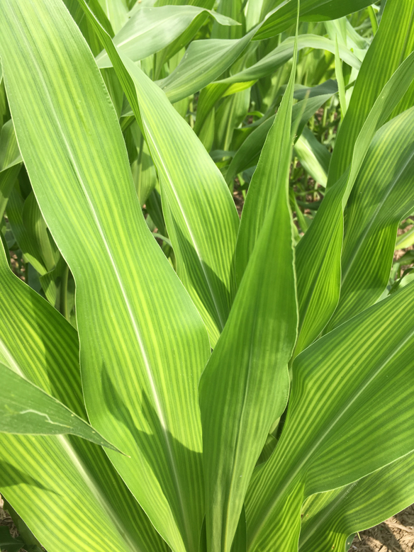 Bob Nielsen - Corn plant showing signs of sulfur deficiency